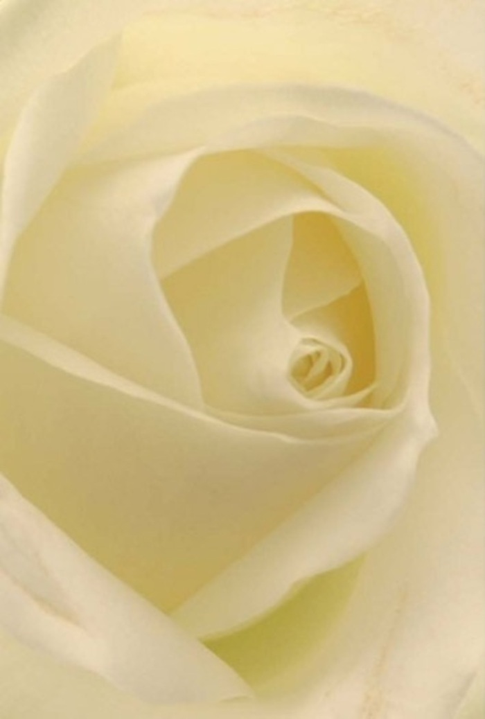 Observed up close within the light tranquility of Upminster, this white rose invites meditation. Its petals, seamless gradients of white and cream, enfold in a perfect inward spiral, creating a gentle interplay of shadow and luminosity that hints at morning light streaming into a local florist's shop. Every layer feels soft and substantial at once, the velvety surface softly reflecting the peace that resides in local gardens after a summer rain. There's a sophistication to the composition-a suggestion of classic romance and unspoken promises, perfectly at home gracing the table at a Brentwood Road celebration or marking a sincere, heartfelt apology delivered to a neighbor. The rose's core, almost glowing from within, speaks of purity and enduring strength, while subtle shifts in shade and light play up the natural artistry behind its creation. This bloom uncannily captures the spirit of Upminster-quiet, poised, and full of understated beauty-making it an impeccable choice for wedding centrepieces or sympathy bouquets, always fragrant with the clean, reassuring notes that mark a truly thoughtful floral gesture.